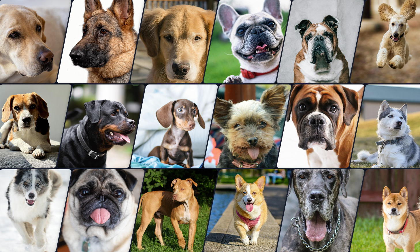 Popular Dog Breed